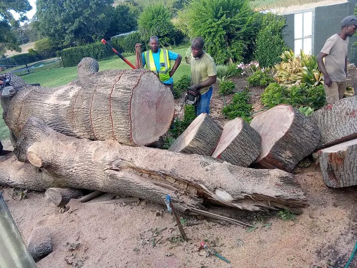 stump removal and grinding cape town