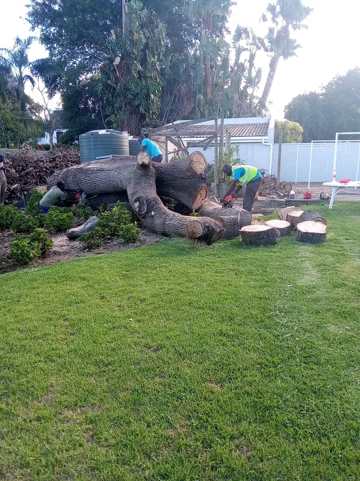 stump grinding and removal