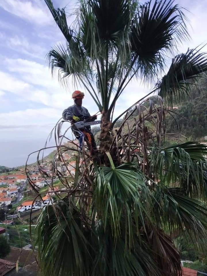 tree pruning services cape town