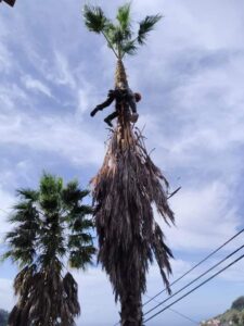 expert palm tree felling cape town