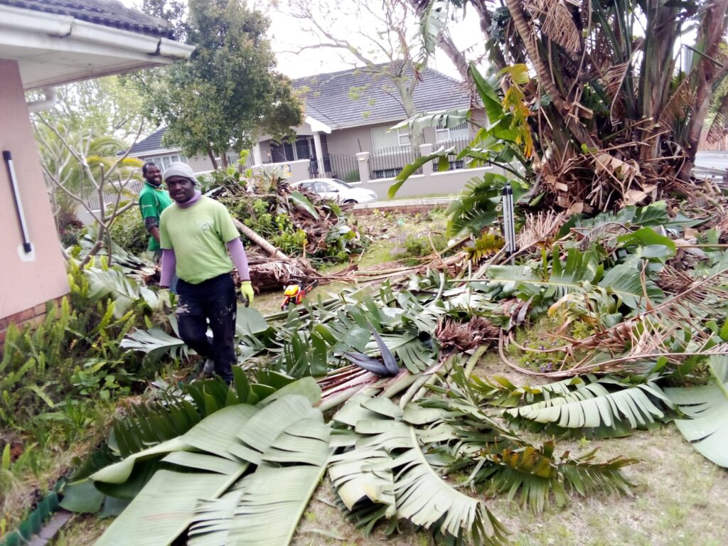 tree pruning cape town