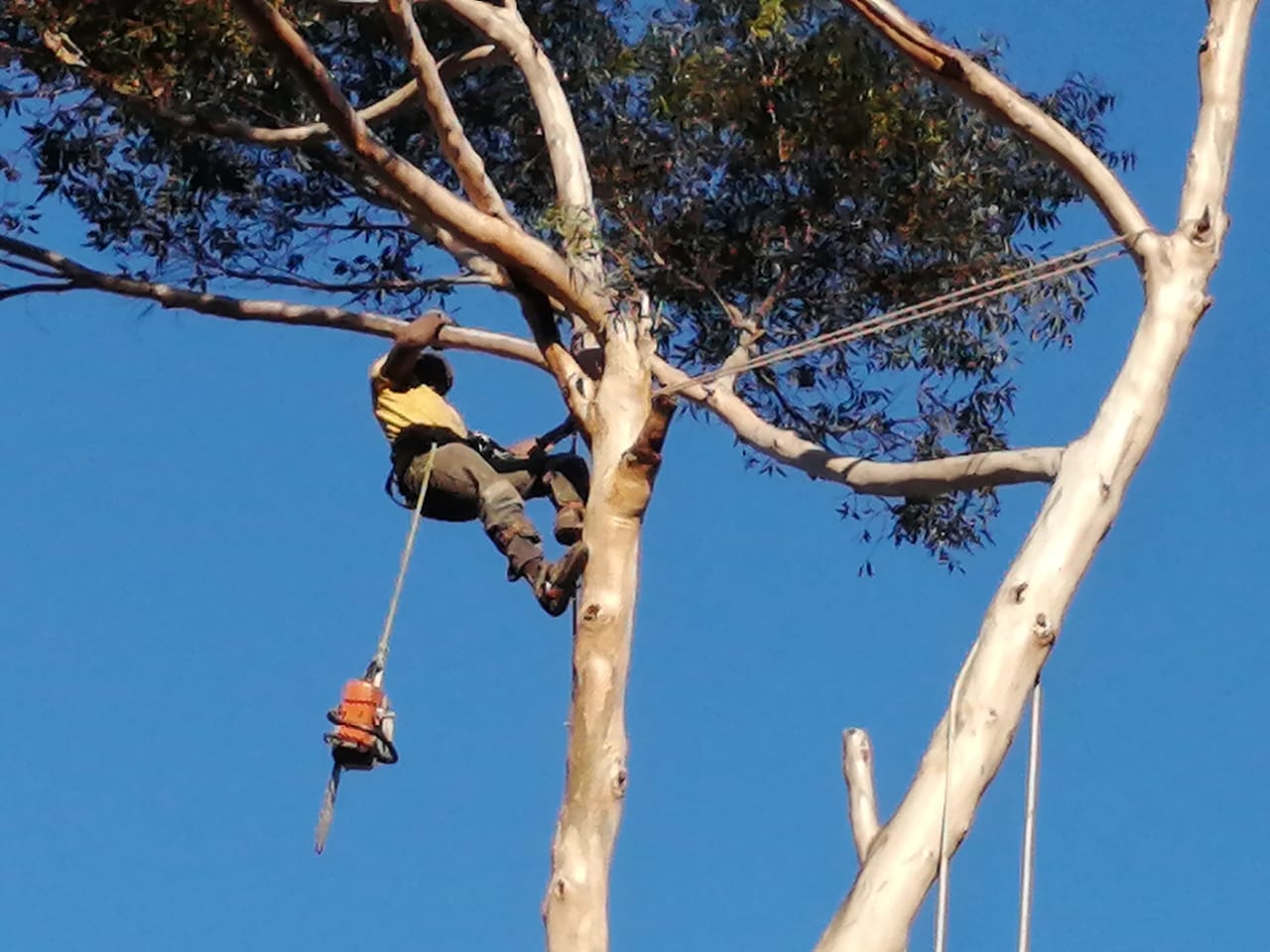 tree felling cape town