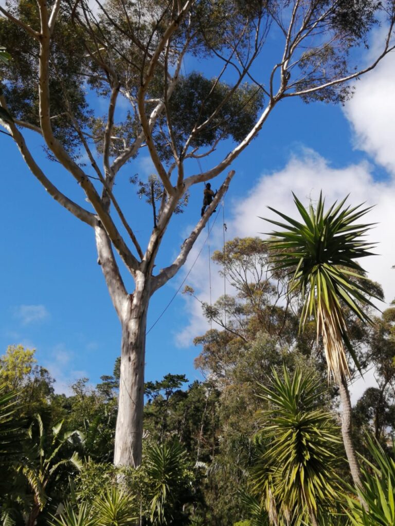 tree felling and pruning cape town