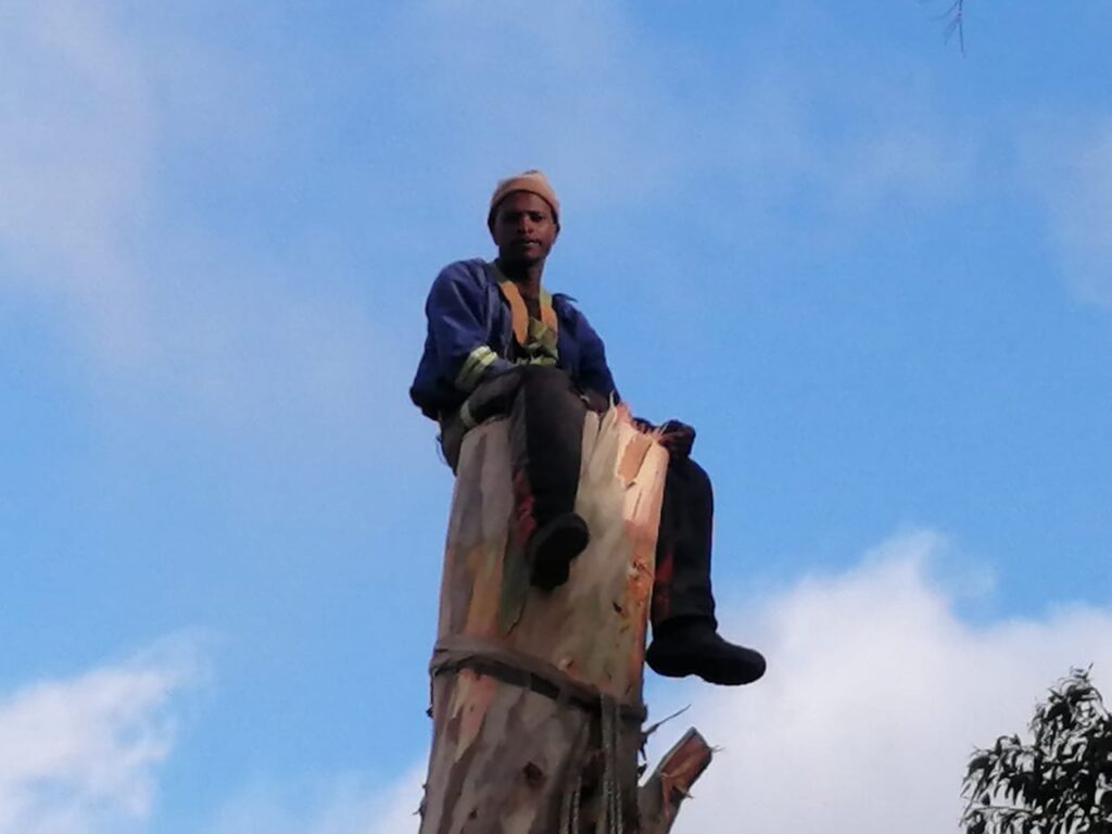 landscaping services