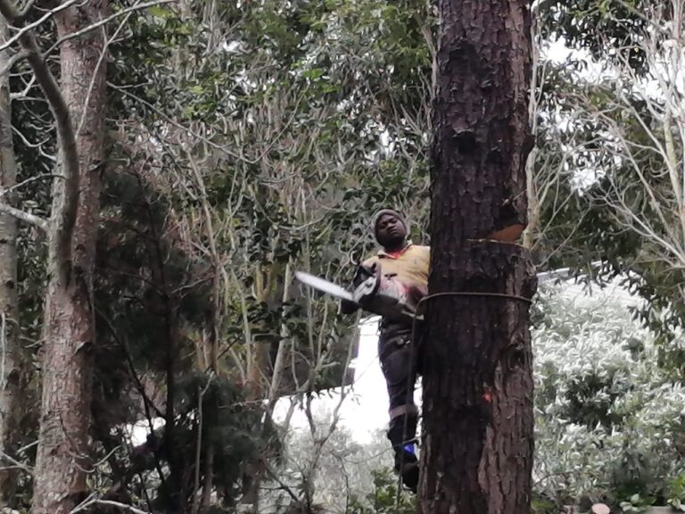 tree cutting cape town