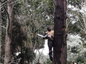 tree cutting cape town