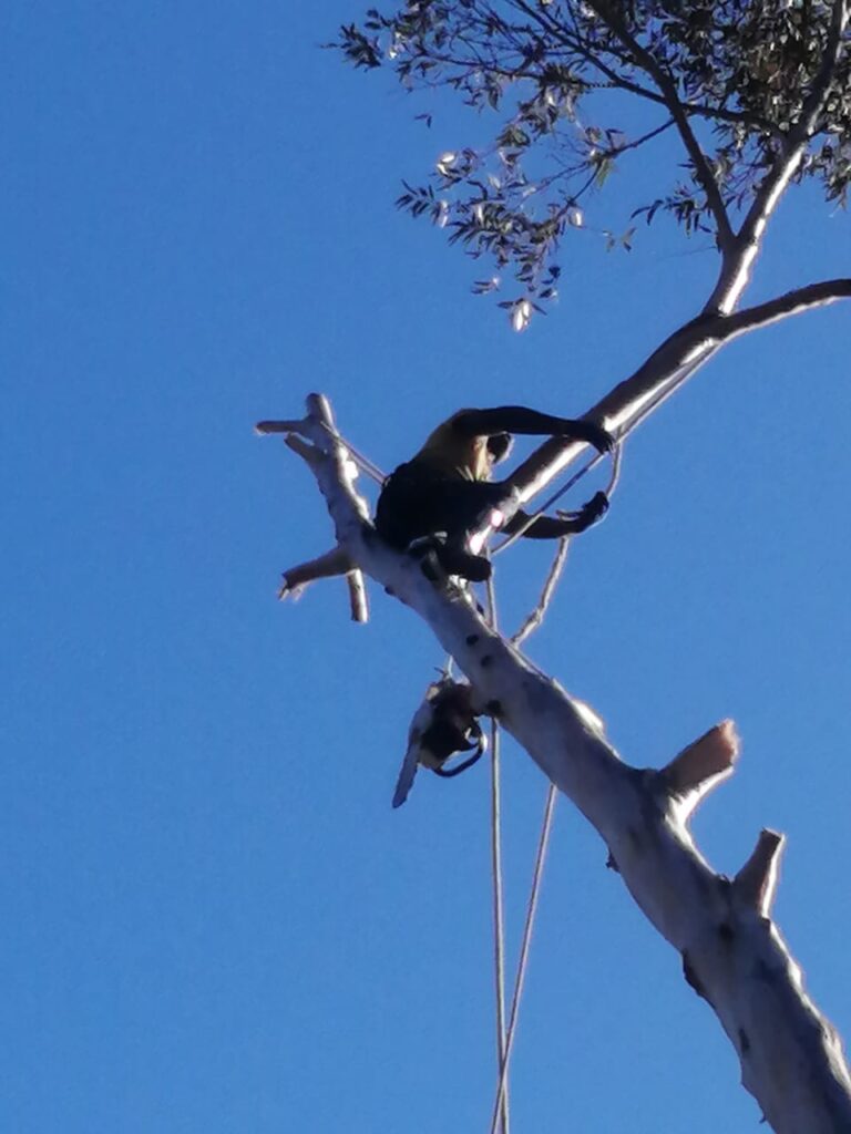 tree felling and removal kirstenbosch, cape town