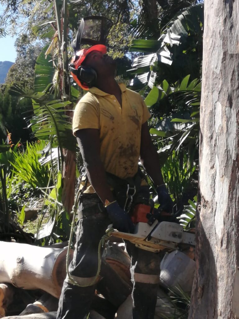 tree felling and removal kirstenbosch, cape town