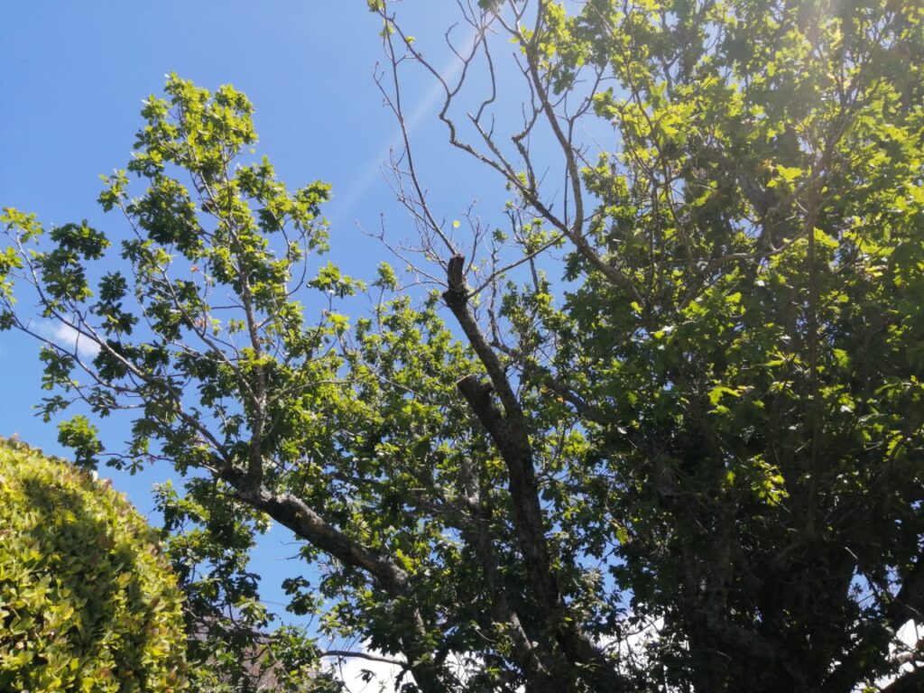 tree felling and removal constantia, cape town